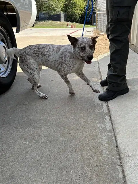 Sage - Australian Cattle Dog/Blue Heeler