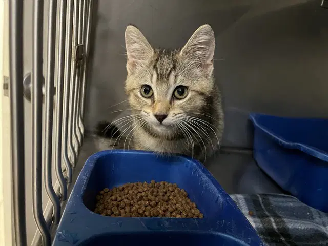 Carrie - Domestic Short Hair