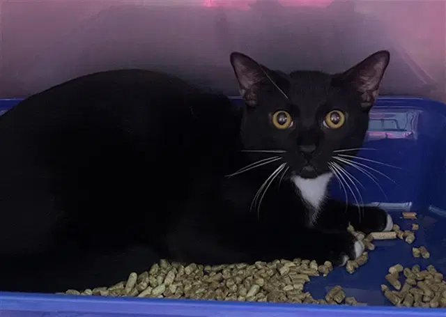 Sloppy Joe - Domestic Short Hair