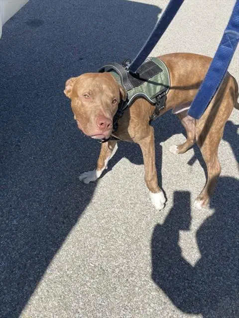 Freddy - Pit Bull Terrier