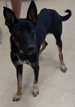 Romeo - Belgian Shepherd Malinois