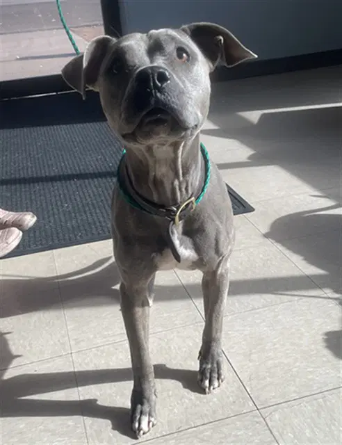 Brooklyn - Pit Bull Terrier