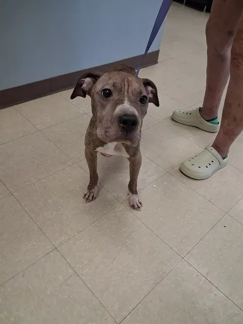 Majesty - Pit Bull Terrier