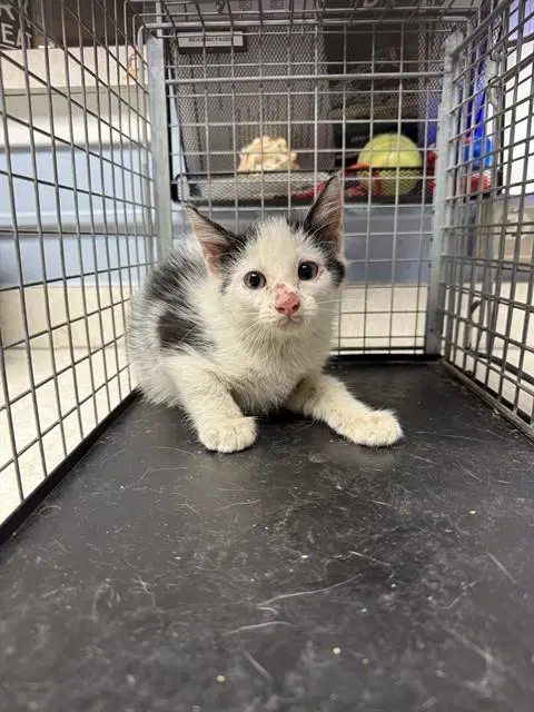 Peony - Domestic Short Hair