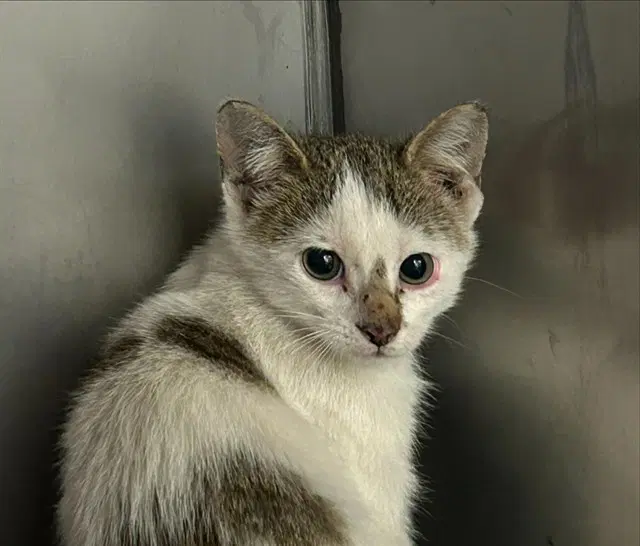 Oxeye - Domestic Short Hair