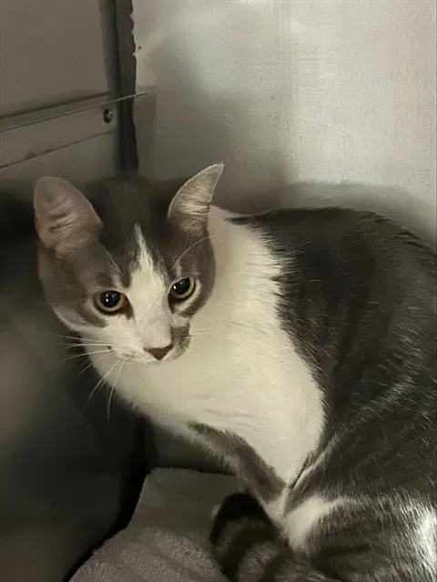 Pearl - Domestic Short Hair