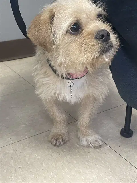 Roxie Rue - Yorkshire Terrier Yorkie