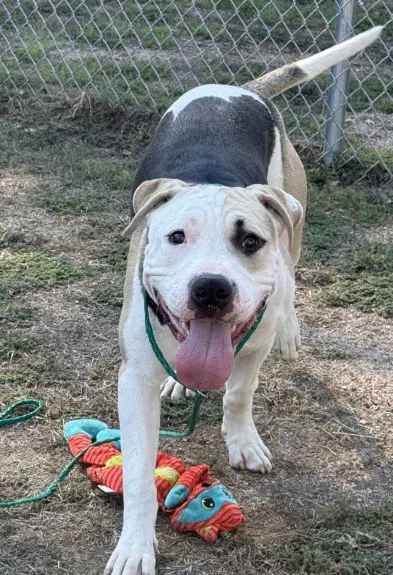 Rudy - Pit Bull Terrier