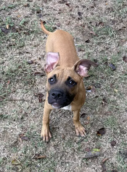 Watson - Boxer