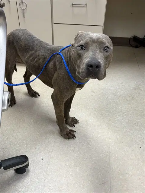 Jason - Pit Bull Terrier