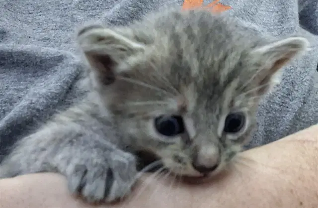 Hannah - Domestic Short Hair