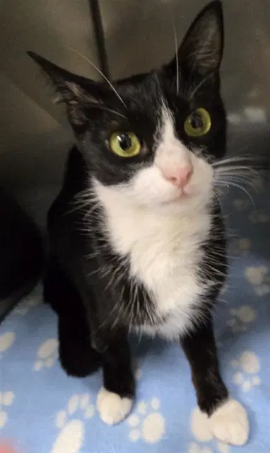 Betty - Domestic Short Hair