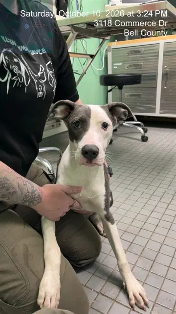 Misty - Pit Bull Terrier