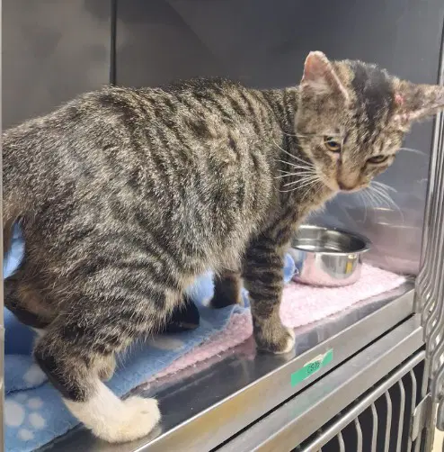 Winifred - Domestic Short Hair