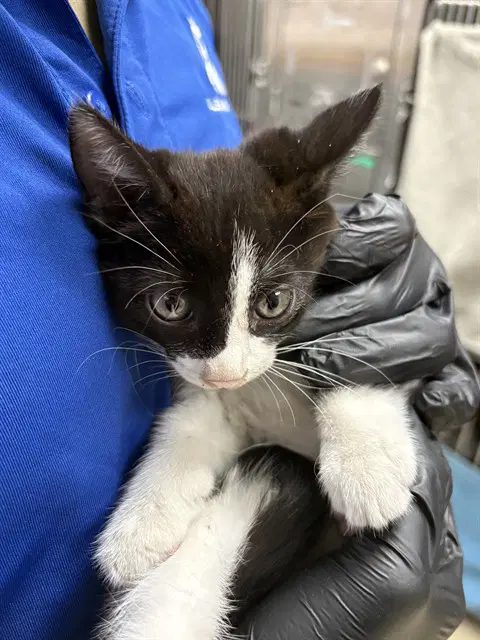 Arnold - Domestic Short Hair