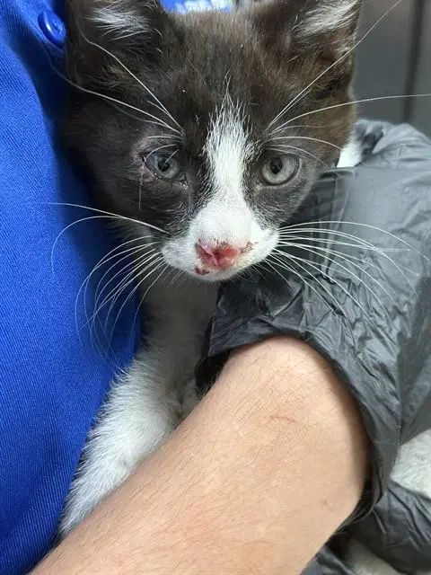 Lola - Domestic Short Hair