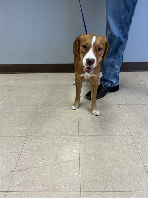Pumpkin - Australian Cattle Dog/Blue Heeler