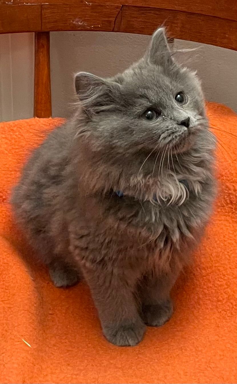Cats for Adoption in Front Royal, Virginia Alpha Paw