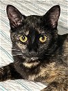 adoptable Cat in centreville, VA named petunia