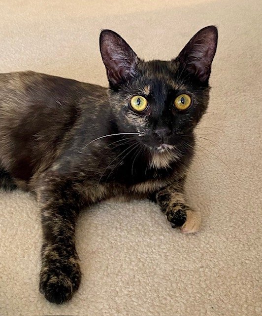 adoptable Cat in Centreville, VA named petunia