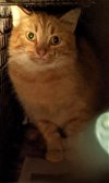 adoptable Cat in centreville, VA named Serv