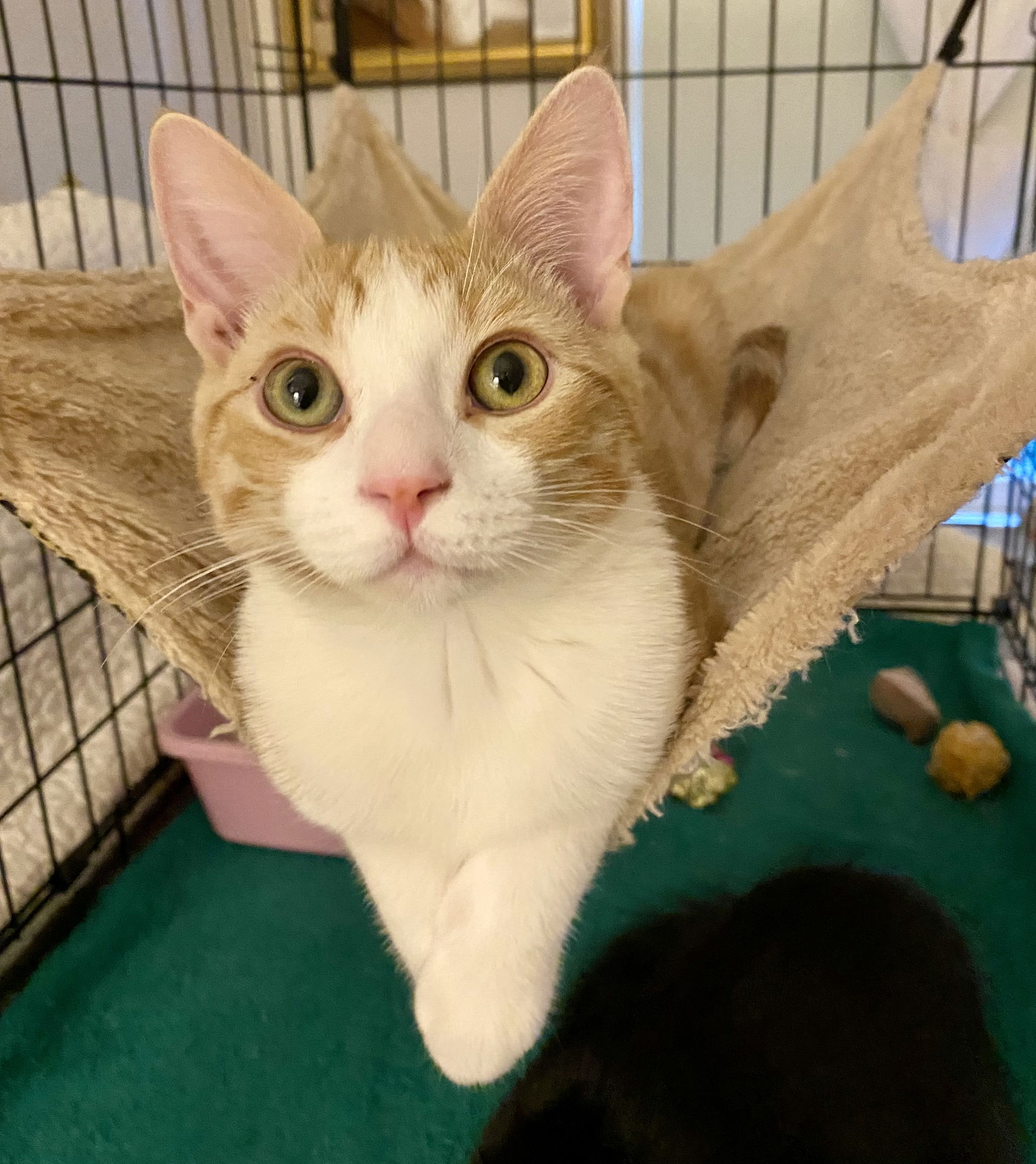 adoptable Cat in Centreville, VA named sabin