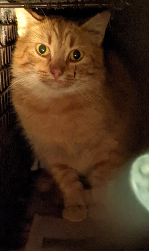 BARN HOME CATS - Domestic Short Hair available for adoption