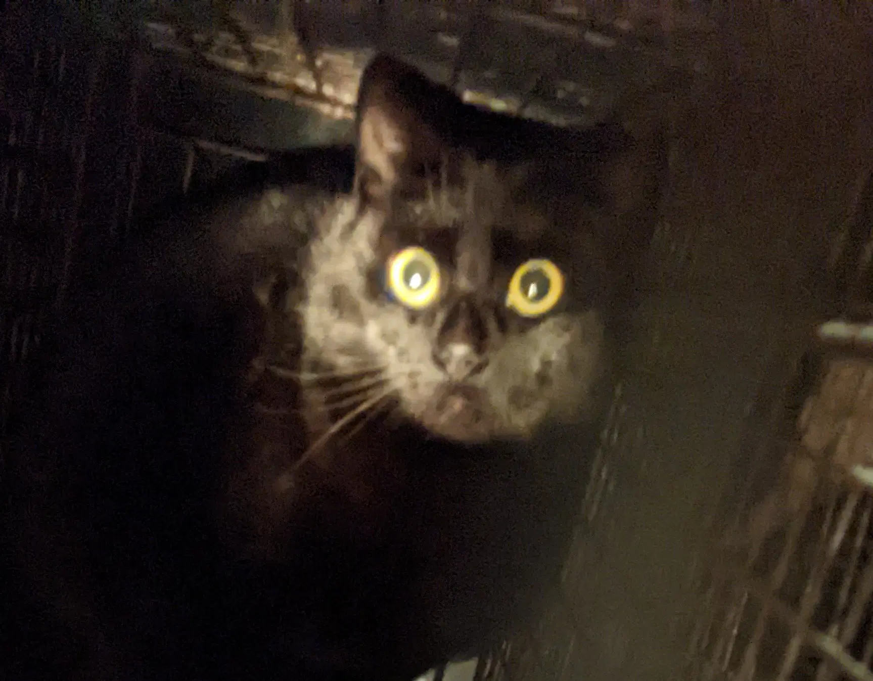 Barn Home Cats image 2
