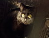 barn home cats - Photo 2