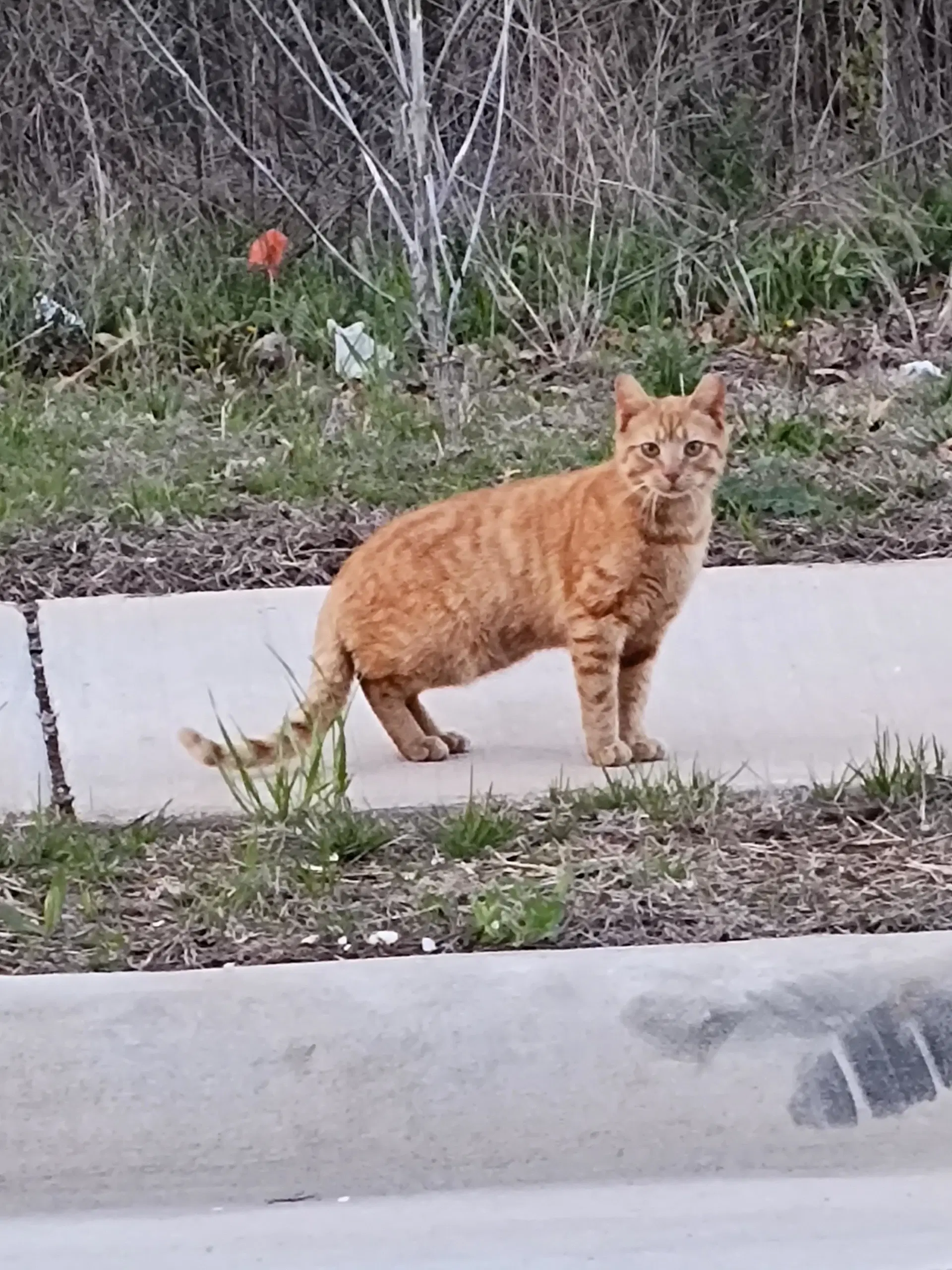 Barn Home Cats image 3
