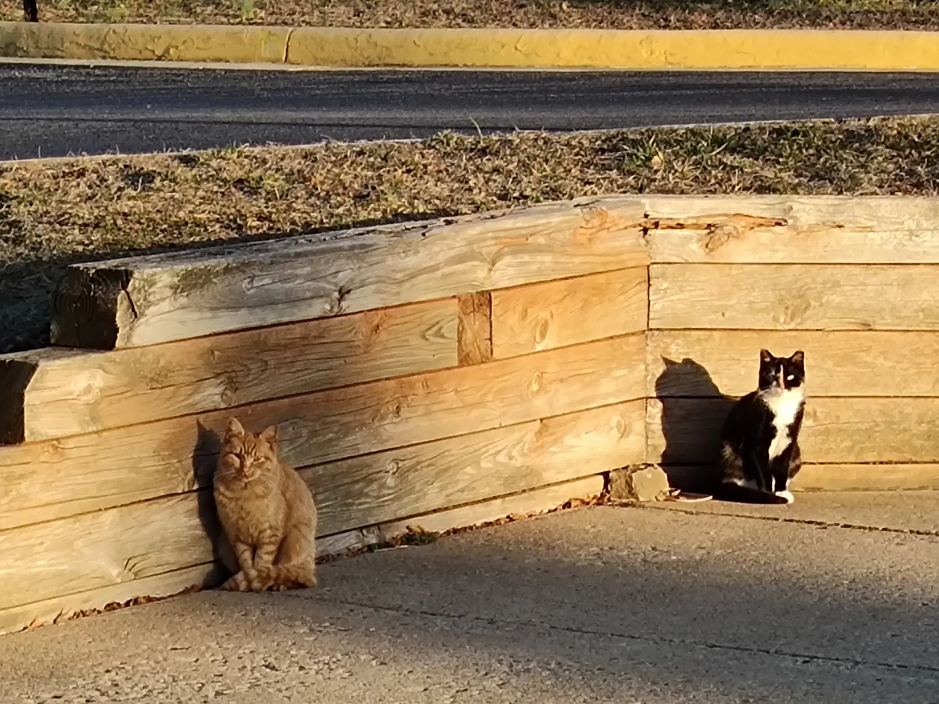 Barn Home Cats image 4