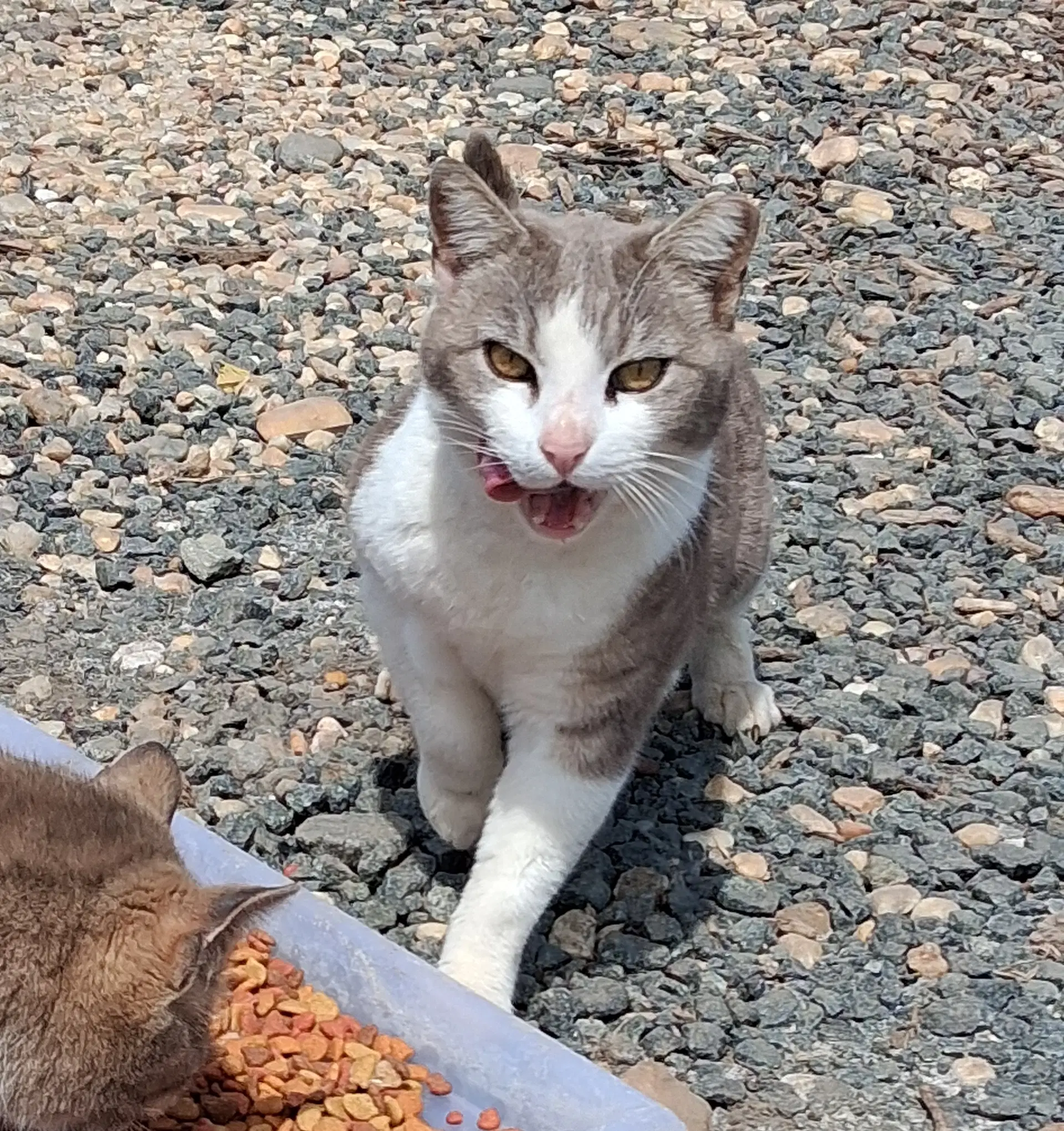Barn Home Cats - Domestic Short Hair