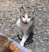 barn home cats - Photo 1
