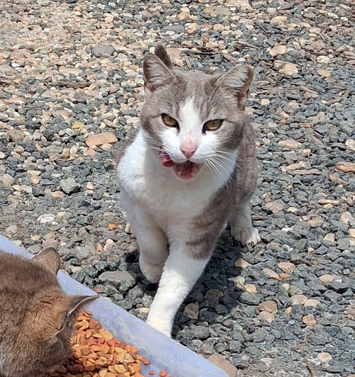 barn home cats, Adult Domestic Short Hair / Mixed (short coat), cat for adoption in Manassas, Virginia