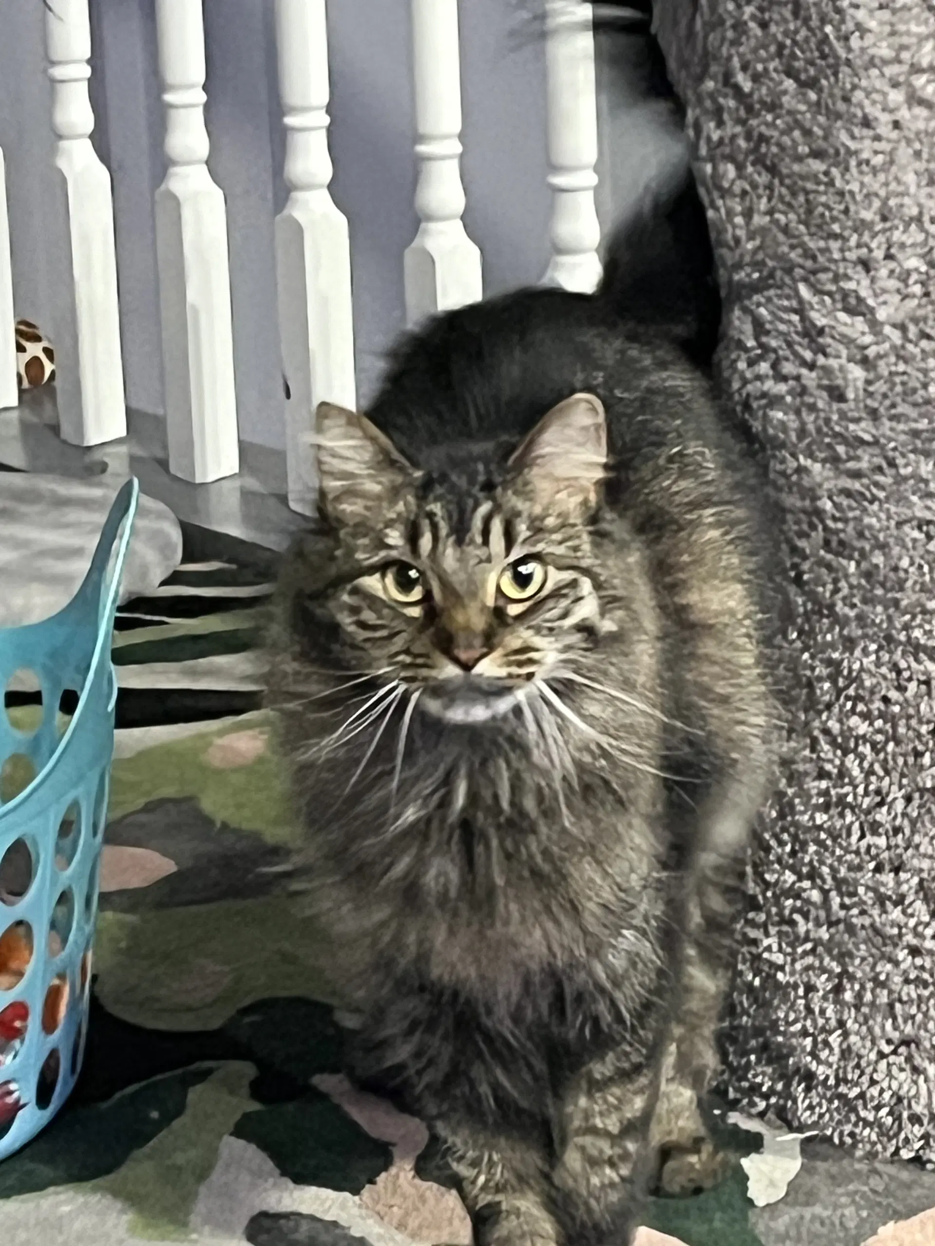 Zoey - Domestic Long Hair
