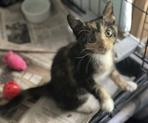 picture of the cat needing adoption