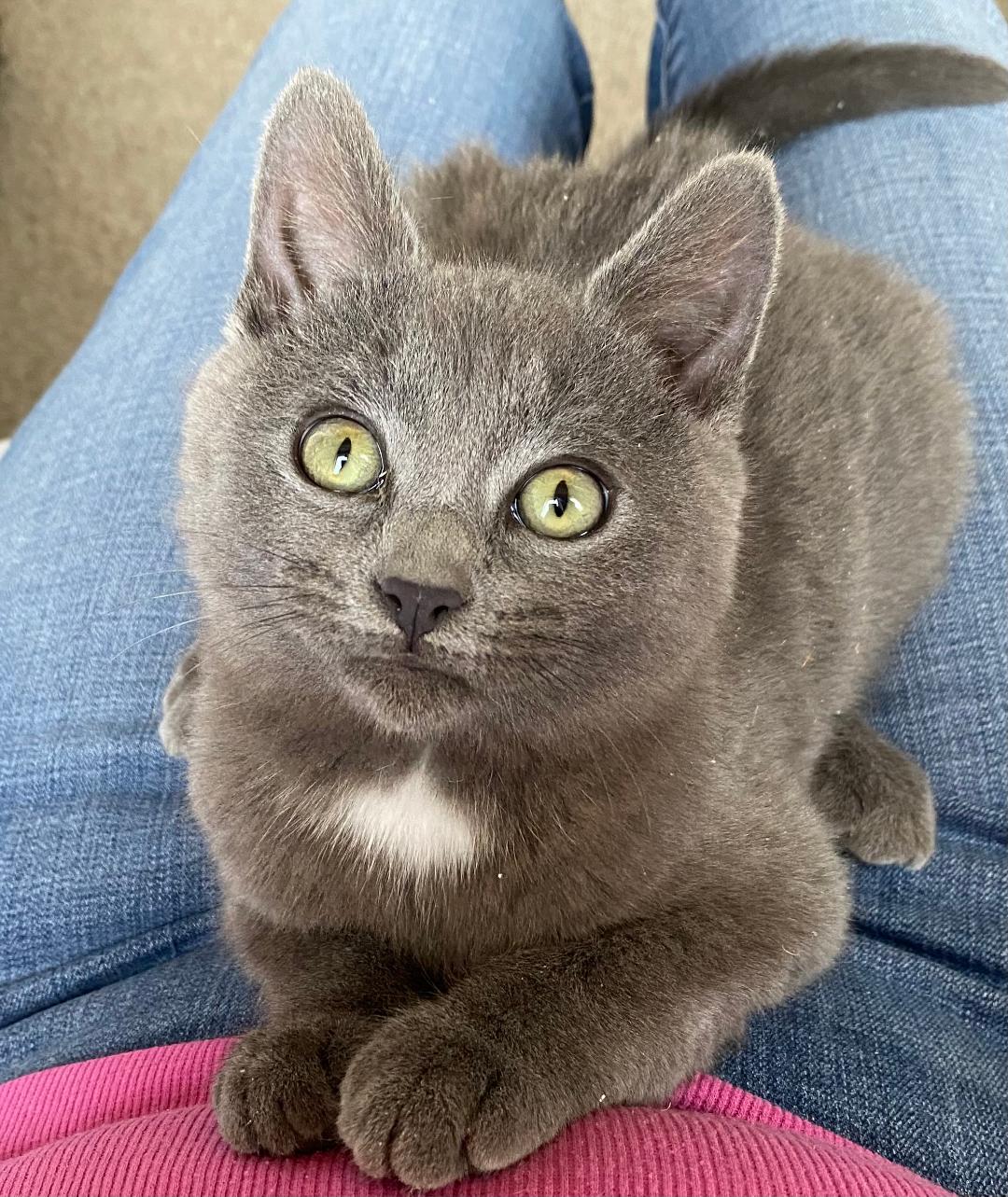 Little Bear