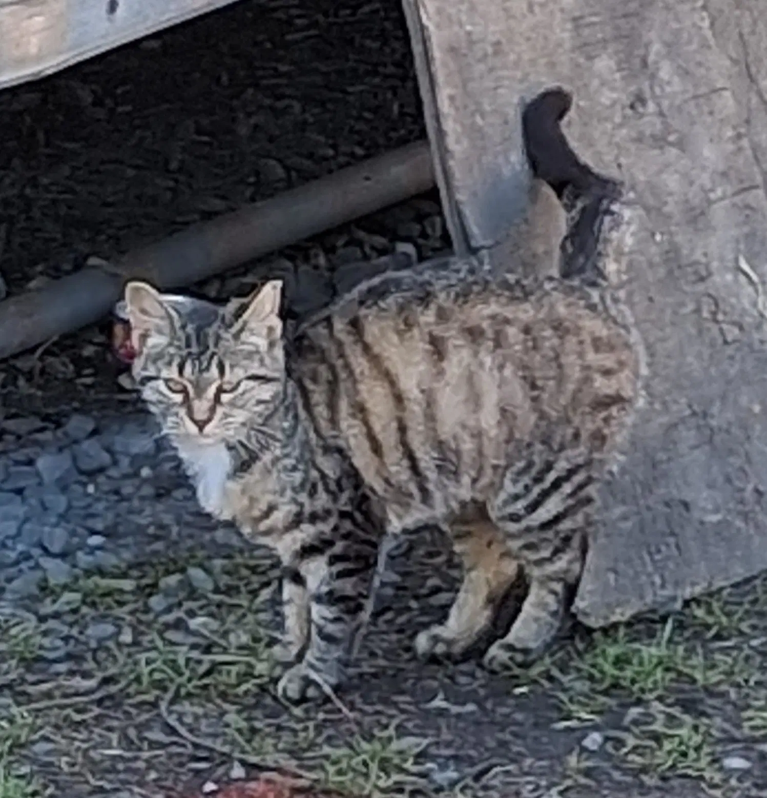 Thistle - Tabby