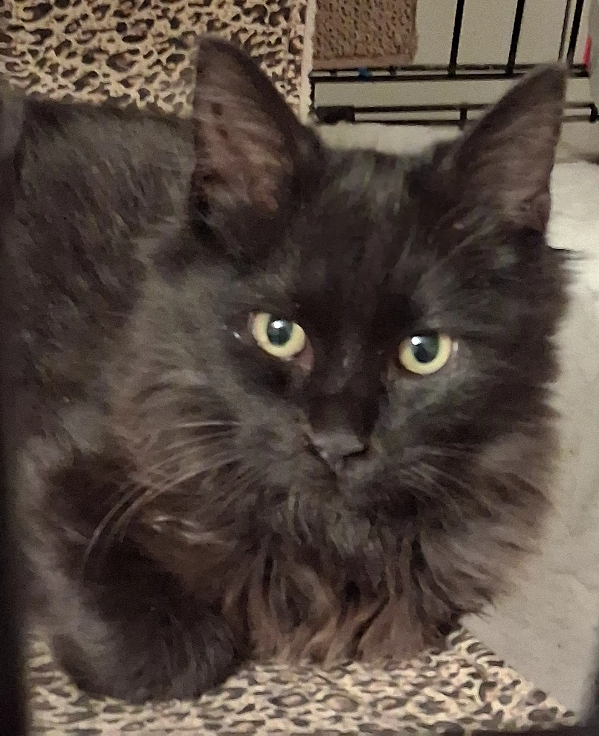 Fuzzy - Domestic Long Hair
