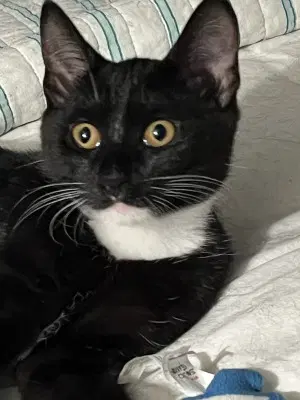 Josie - Hemingway- Polydactyl - Extra-Toes Cat (Hemingway Polydactyl)
