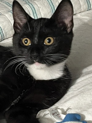 picture of the cat needing adoption