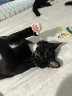 Josie - Hemingway- Polydactyl image 2