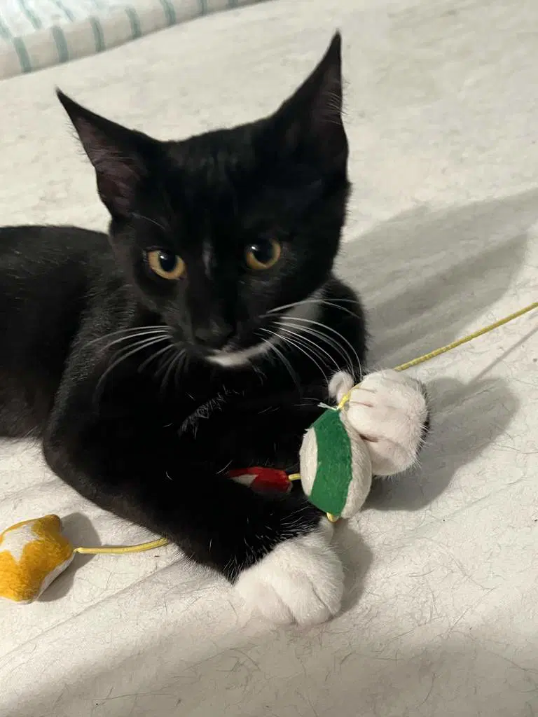 Josie - Hemingway- Polydactyl image 3