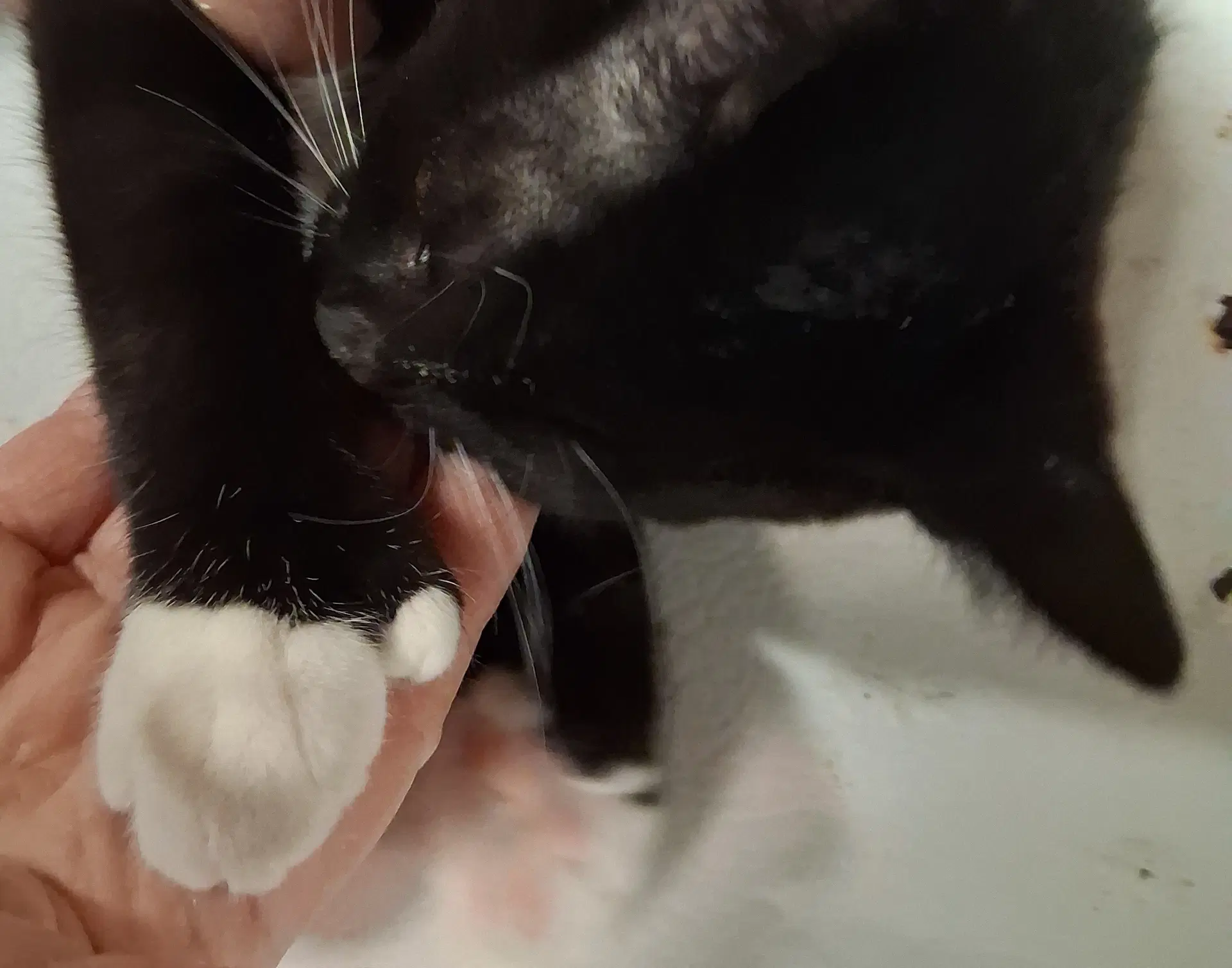 Josie - Hemingway- Polydactyl image 4