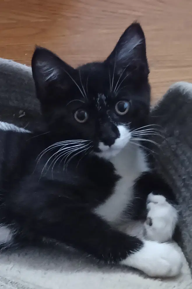 Kyra - Tuxedo