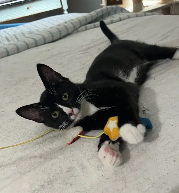 Josie - Polydactyl - Hemingway image 2