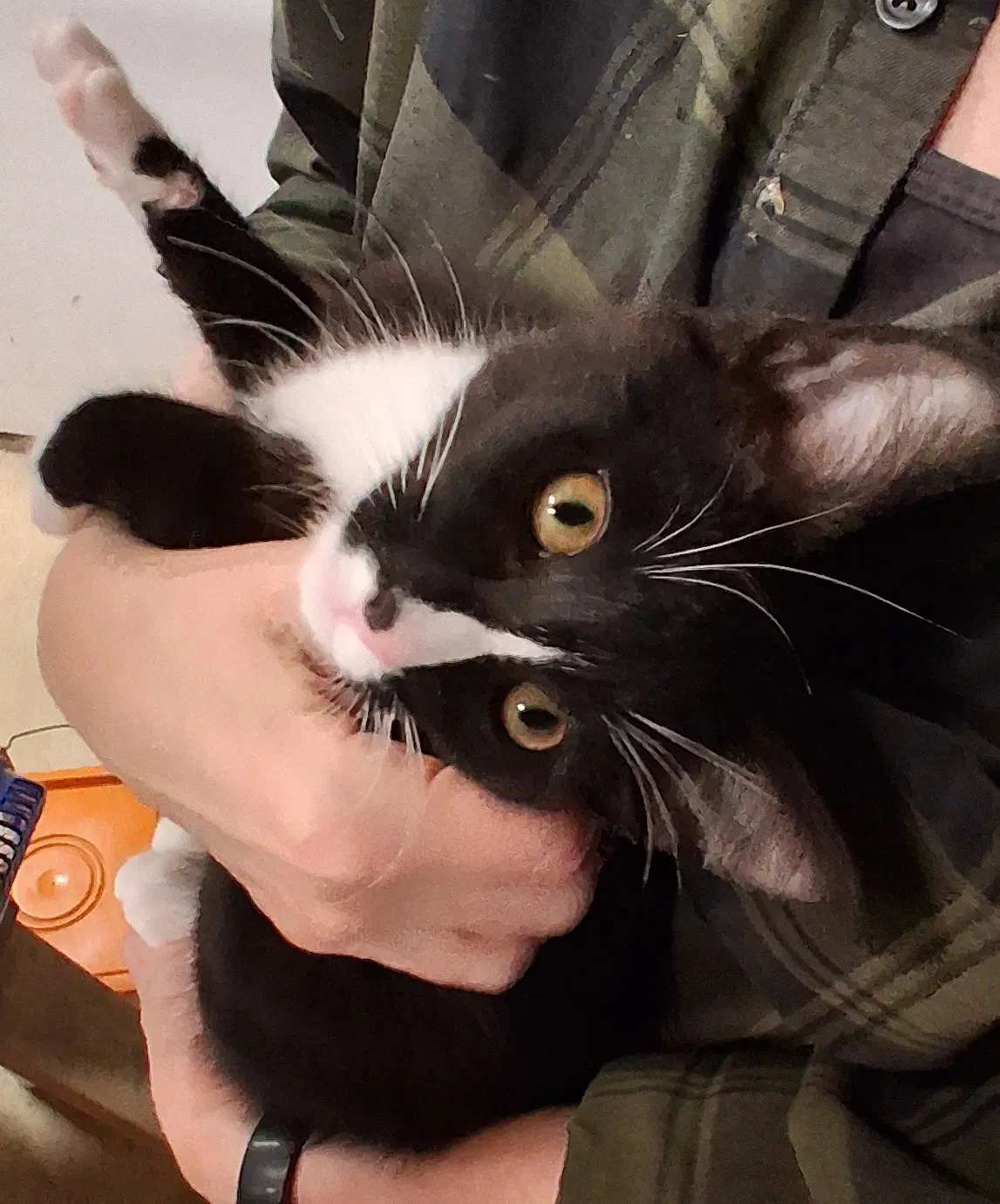 Josie - Polydactyl - Hemingway image 3