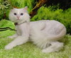 Atalla