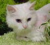 Atalla