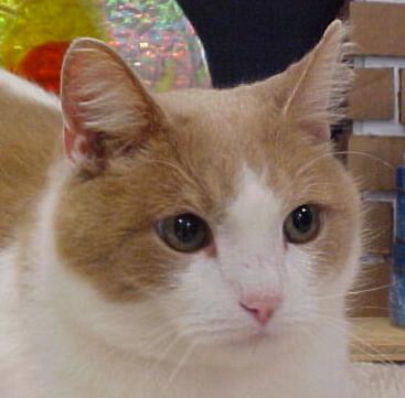 Sylvestor